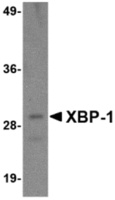 Anti-XBP1 Mouse Monoclonal Antibody [clone: 3H1G4]