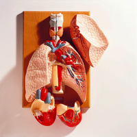Denoyer-Geppert® Cardiopulmonary System