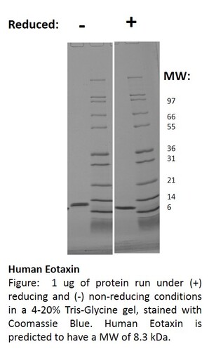 Human Recombinant Eotaxin (from <i>E. coli</i>)