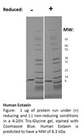 Human Recombinant Eotaxin (from E. coli)