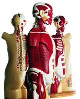 Denoyer-Geppert® Multi-Torso Muscular Torso Models