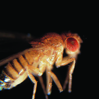 Ward's® Wild Type Fruit Fly (Drosophila melanogaster)