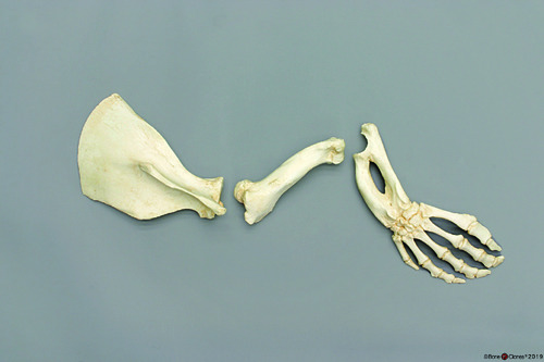 BoneClones® Limbs for Anatomical Comparison