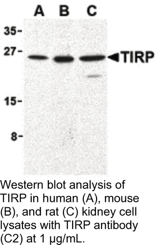 Antibody TIRP 0.1MG