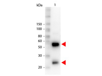 Anti-TF Rabbit Polyclonal Antibody (Biotin)