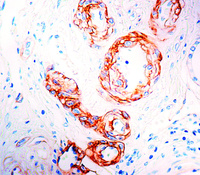 Anti-Laminin Mouse Monoclonal Antibody [clone: 4C7]