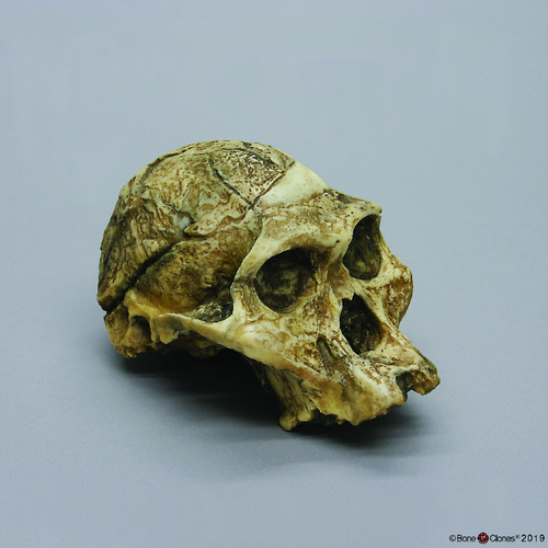 Bone Clones® <i>Australopithecus africanus</i> Craniums Sts 5 'Mrs. Ples'