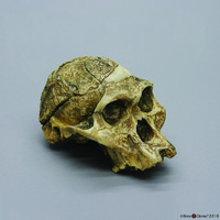 Bone Clones® Australopithecus africanus Craniums Sts 5 'Mrs. Ples'