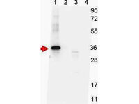 Anti-GDF15 Mouse Monoclonal Antibody [clone: 7C12.B3.F2]