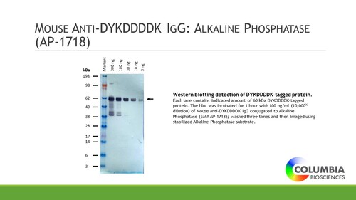 Mouse anti-DYKDDDDK IgG conjugated to Alkaline Phosphatase, 100ug