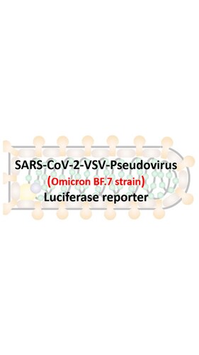 VSV-Pseudovirus_SARS-CoV-2 Omicron BF.7 Strain Spike with Luciferase Reporter