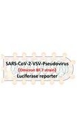 VSV-Pseudovirus_SARS-CoV-2 Omicron BF.7 Strain Spike with Luciferase Reporter