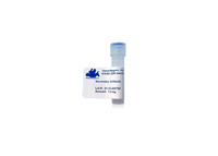 Anti-IgG Donkey Polyclonal Antibody