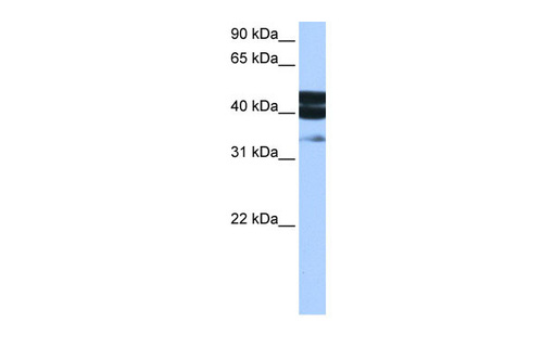 SMAD1 Antibody