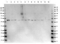 Anti-MAPK1 Rabbit Polyclonal Antibody