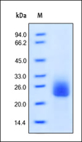 Human Recombinant FLT3 Ligand (from HEK293 cells)