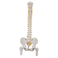 3B Scientific® Flexible Spine With Femurs Heads