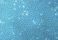 Human saphenous vein endothelial cells (HSaVEC), PromoCell