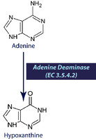 Adenine Deaminase