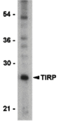 TIRP antibody
