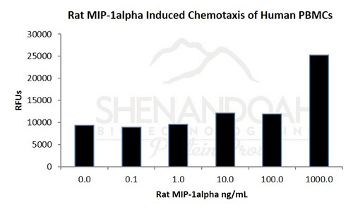 Rat Recombinant MIP-1 Alpha / CCL3 (from <i>E. coli)</i>