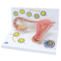 3B Scientific® Stages of Fertilization and the Embryo
