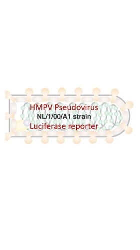 VSV-Pseudotyped HMPV Fusion with Luciferase Reporter (NL/1/00/A1 strain)