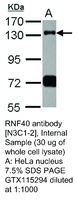 Anti-ENPP1 Rabbit Polyclonal Antibody