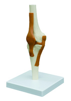 Rudiger® Ligamentary Joints Models