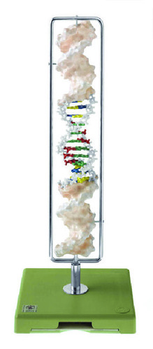 MODEL DNA DOUBLE HELIX