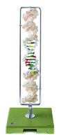 Somso® DNA Double Helix Model