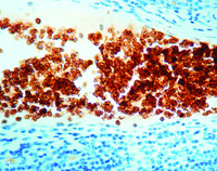 Anti-GYPA Mouse Monoclonal Antibody [clone: JC159]