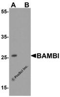 Anti-BAMBI Rabbit Polyclonal Antibody