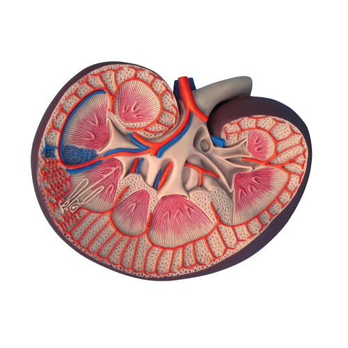 Model Basic Kidney Section 8.5x19x26 cm