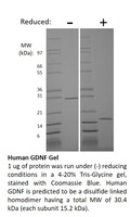 Human Recombinant GDNF (from E. coli)