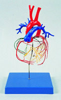 Coronary Artery and Conducting System of the Heart