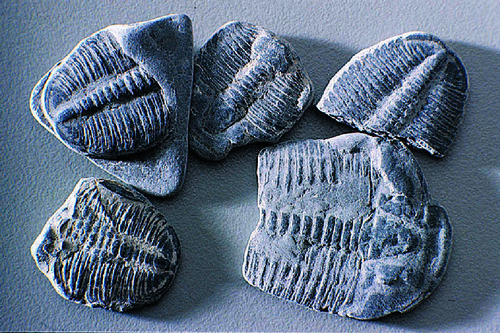 TRILOBITE FOSSIL STUDY PACK/10