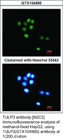 Anti-FAM84B Rabbit Polyclonal Antibody