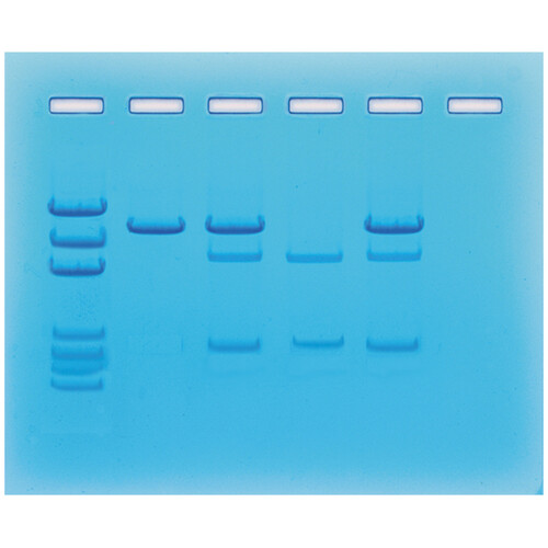 KT CANCER GENE DETECTION EDVOTEK