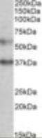 Anti-CBARA1 Goat Polyclonal Antibody