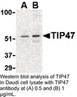 Anti-TIP47 Rabbit Polyclonal Antibody