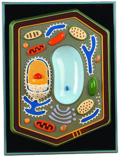MODEL PLANT CELL