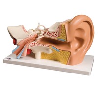 3B Scientific® Classic Giant Ear
