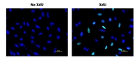 Bucculite™ XdU Cell Proliferation Fluorescence Imaging Kit