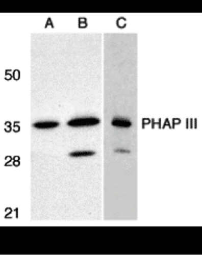 PHAP III antibody