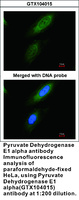 Anti-PDHA1 Rabbit Polyclonal Antibody