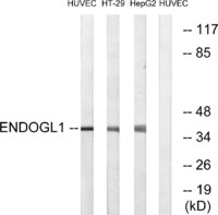 Anti-ENDOGL1 Rabbit Polyclonal Antibody