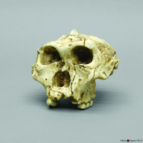 Bone Clones® <i>Australopithecus robustus</i> SK-48 Craniums