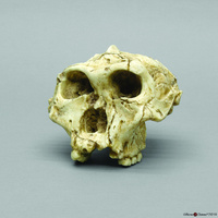 Bone Clones® Australopithecus robustus SK-48 Craniums