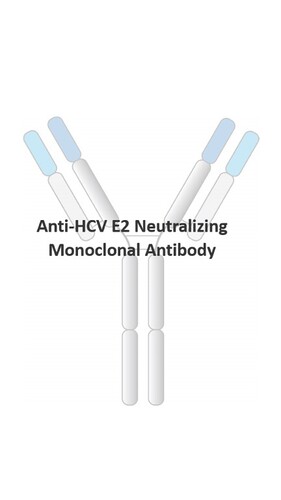 Anti-HCV Human Recombinant Antibody [clone: RV36]